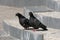 Â  A pair of wild blue pigeons on the steps of the house, which is under reconstruction.